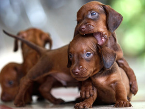 Image: Dachshund puppies play in Sagua La Grande